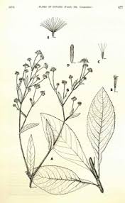 Image result for Elephantopus mollis
