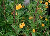 Diplacus aurantiacus (Bush Monkeyflower) - Native Here Nursery