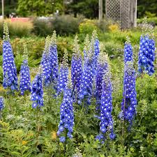 Image result for Delphinium