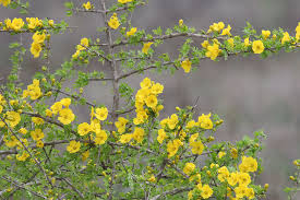 Image result for Rhigozum