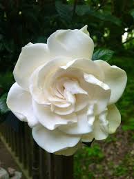Pin By Mggy On Earth Pretty Flowers Flowers Petals Love Flowers