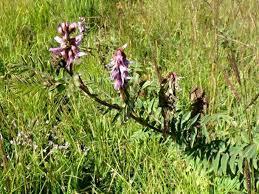 Image result for Astragalus atropilosulus