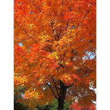 Late summer and autumn susceptible species: Online Orchards Sugar Maple Tree Bare Root Shsm002 The Home Depot