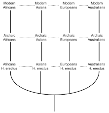 Multiregional Origin Of Modern Humans Wikipedia