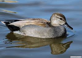 british ducks identify uk ducks wildfowl photography