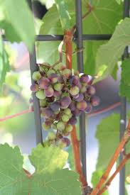 Sie können ein rankgitter freistehend nutzen oder sie platzieren es direkt an einer wand. Rankhilfe Fur Die Weinrebe So Bauen Sie Sie Selbst