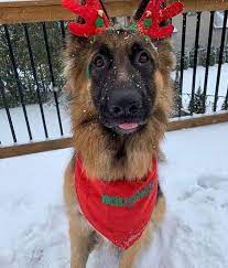 14 Funny Pictures Proving That German Shepherds Like Dressing Up For Christmas Petpress Dog Christmas Pictures Christmas Animals Pet Holiday