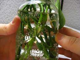 Let them dry out between waterings. How To Care For Devil S Ivy Step By Step 7 Steps