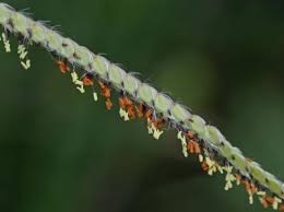 Image result for Paspalum urvillei