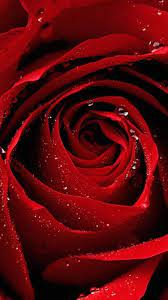 أجمل خلفيات فون 2019 wallpaper iphone 7 4k tecnologis beautiful roses rose wallpaper red rose pictures