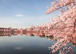 Amazing Photos Of Peak Cherry Blossom Bloom In Dc Cherry Blossom Festival Cherry Blossom Dc Cherry Blossom
