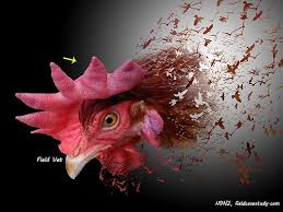 Actually, humans are not infected by bird flu viruses. Pin On Field Vet Channel