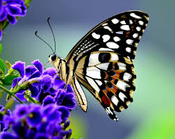 Maybe you would like to learn more about one of these? How To Protect British Butterflies In 12 Steps Horticulture