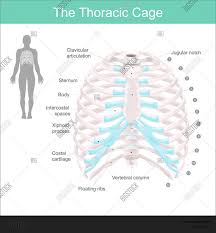Lungs and rib cage stock illustration illustration of throat 101914158. Thoracic Cage Made Vector Photo Free Trial Bigstock