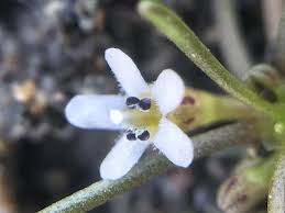 Image result for Limosella