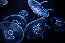 Search free 4k wallpapers on zedge and personalize your phone to suit you. Medusa Aquarium Relax Nature Dark Inner Peace 4k Wallpaper Wallpaper Pikist