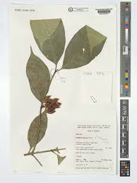 Image result for Oxyanthus