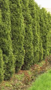 Privacy screens like all hedges can serve several purposes and can add value to many different types of property. Evergreens With Quick Growth Learn About Evergreen Shrubs That Grow Fast