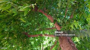 Image result for Monoon longifolium