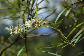 Image result for Grevillea linearifolia