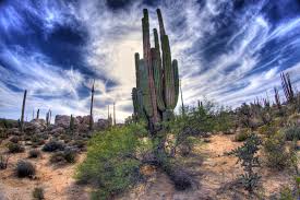 It has been the subject of many photographs, and commonly conjures up thoughts of the old west and the beauty of the southwest desert. Asu Researchers Sequence Genome Of Iconic Saguaro Cactus School Of Life Sciences