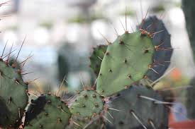 La bordure est placée sur un morceau de verre transparent et le verre moulu. Opuntia Gosseliniana Le Cactus Fleuri
