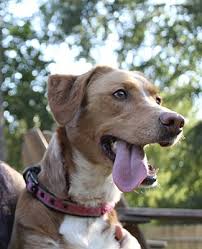 Health guaranteed puppies, come up to date on shots and vet record; Asheville Nc Golden Retriever Meet Lily A Pet For Adoption