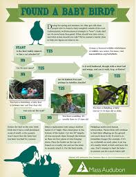 Found A Baby Bird Chart