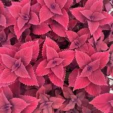 Image result for Coleus hereroensis