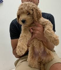 Maybe you would like to learn more about one of these? Goldendoodle Puppies For Sale Virginia Beach Va 304939