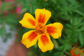 Image result for Tagetes erecta