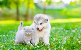 Petsmart offers quality products and accessories for a healthier, happier pet. Coronavirus Pet Owners Should Prepare For Getting Sick Spca Rnz News