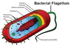 Does an animal cell have a flagella. 10 Get Flagella Ideas Plasma Membrane Microbiology Cell Wall