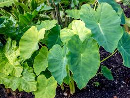 Maybe you would like to learn more about one of these? Elephant Ear Plant Care Growing Guide
