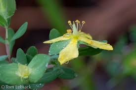 Image result for Triaspis hypericoides