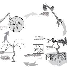Pdf Preventing And Limiting The Spread Of Crown Gall In Vineyards