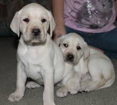 We thought you might like to see some of the puppies we've raised. Yellow Lab Puppies For Sale Craigslist Off 55 Www Usushimd Com