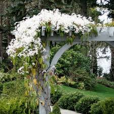 I've >checked to see if i can see veins standing out, and i can't. Flowers And Plants Clematis Armandii Plants Clematis