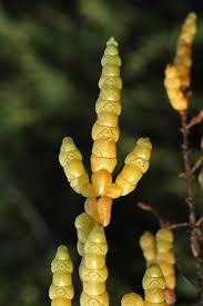 Image result for Halosarcia