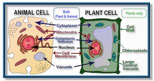 A small structure that creates living things. Sol Ls 2 Cell Structure