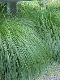 Image result for Sporobolus