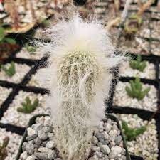Espostoa lanata (= wooly espostoa) is a species of cactus of the genus espostoa. Espostoa Lanata Peruvian Old Man Planet Desert