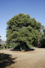 Image result for Olea capensis