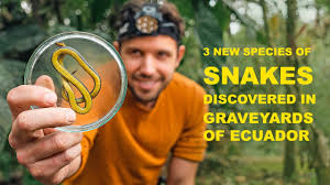 Image result for Atractus discovery