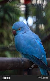 What is the life span of an indian ringneck parrot? Blue Indian Ringneck Image Photo Free Trial Bigstock