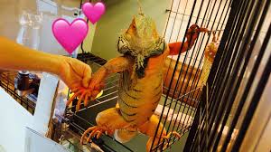 Starting her career as an independent musician in 2011. ã‚°ãƒªãƒ¼ãƒ³ã‚¤ã‚°ã‚¢ãƒŠ ã¨ã¦ã‚‚ã‹ã‚ã„ã„ Youtube