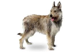 Berger picard is an ancient french herding dog breed. Berger Picard Dog Breed Information Pictures Characteristics Facts