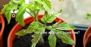 Вплив хлориду кальцію на томати