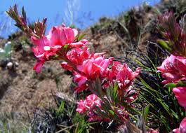 Image result for Indigofera hilaris