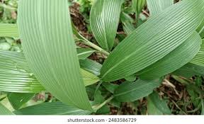 Image result for Curculigo